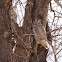 Great Horned Owl