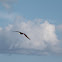 Unknown Species (Bird)
