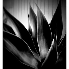 by Jay Goldman - Mobile Photos iPhone