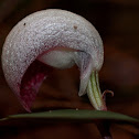 Unknown Flower