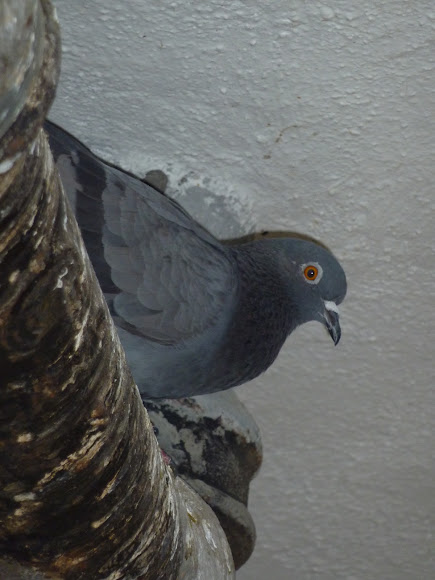 Spotting Image 1