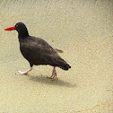 Blackish Oystercatcher