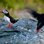 Atlantic Puffin