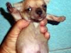 Vendo Hermosos Cachorros Chihuahuas Machos