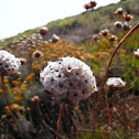 Escabiosa