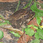 Gulf Coast Toad
