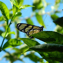 Themisto Amberwing