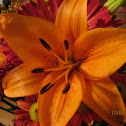 Tiger Lily