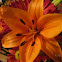 Tiger Lily