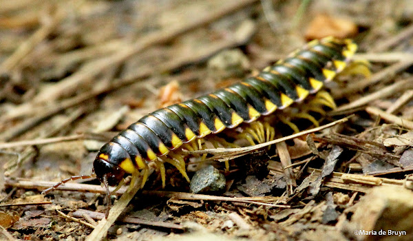 Yellow and Black Flat Millipede  NC State Extension Publications