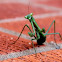 Garden Praying Mantis