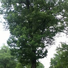 American Sweetgum