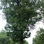 American Sweetgum