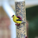 American Goldfinch
