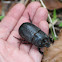beetle