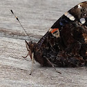 Red Admiral Butterfly