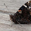 Red Admiral Butterfly
