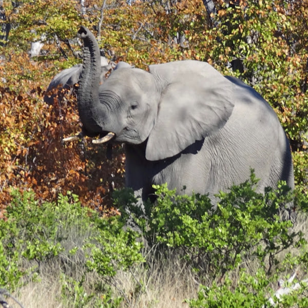 African Bush Elephant | Project Noah