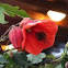 Chinese Lantern 