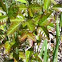 Poison Oak?