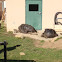 Tortoise
