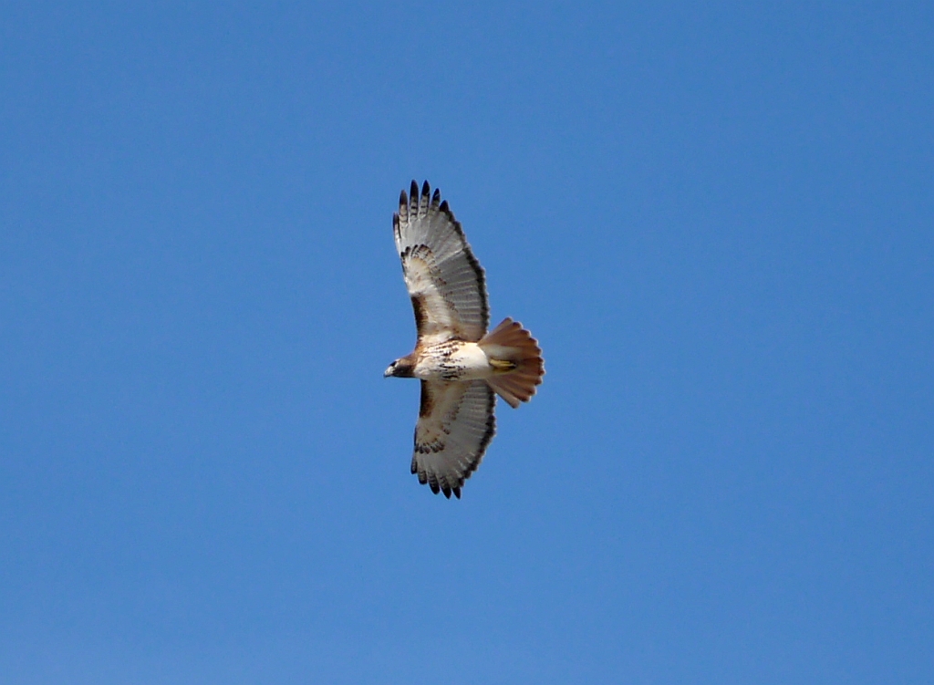Red Tail Hawk