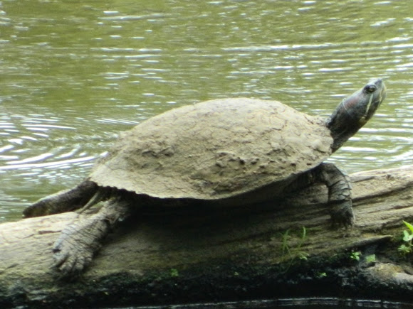 Spotting Image 1