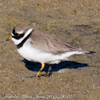 Ringed Plover; Chorlitejo Grande