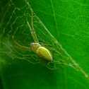 Green Writing Spider