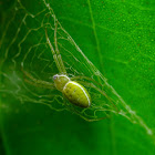 Green Writing Spider