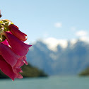Foxglove, Dedalera
