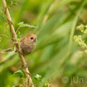 Vinous-throated parrotbill