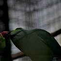 Parrot