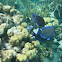 Atlantic Blue Tang