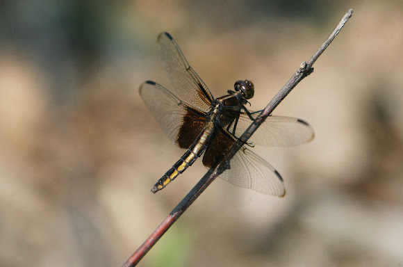Spotting Image 1