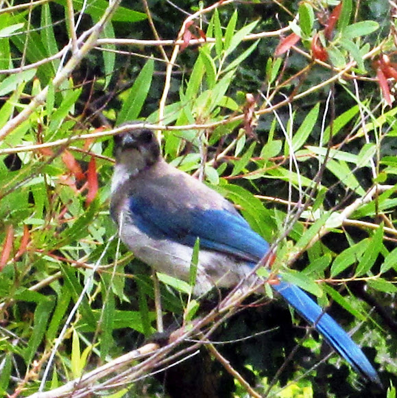 Spotting Image 1
