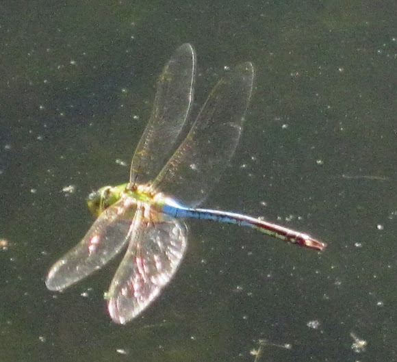 Spotting Image 1