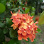 Santan