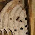 Organ-pipe mud dauber nests