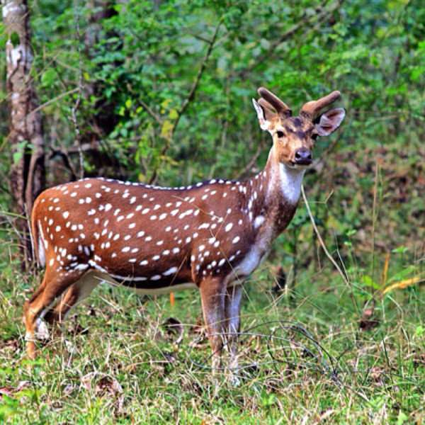 chital axis deer project noah