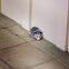 Opossum
