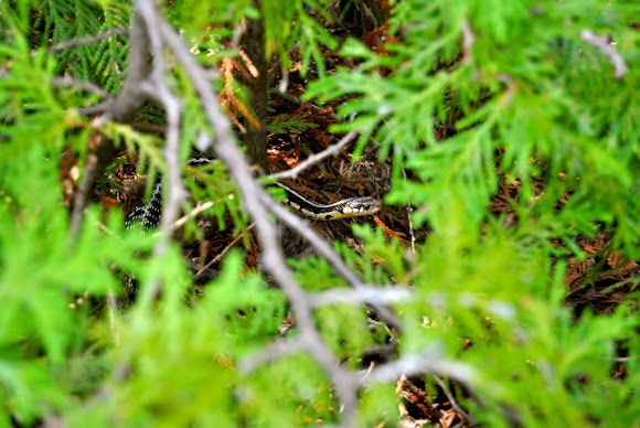 Spotting Image 1