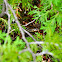 Garter Snake