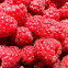 Raspberries