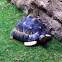 Radiates tortoise