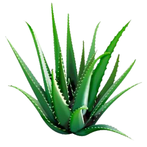 Aloe Vera Shop amp; Join  Android Apps on Google Play