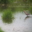 Stilt Sandpiper