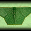 Pelagodes sp.