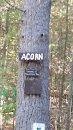 Acorn 