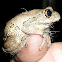Forest Treefrog